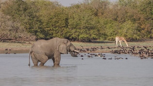Zakouma National Park