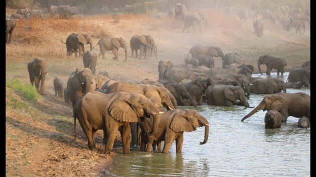 Zakouma National Park