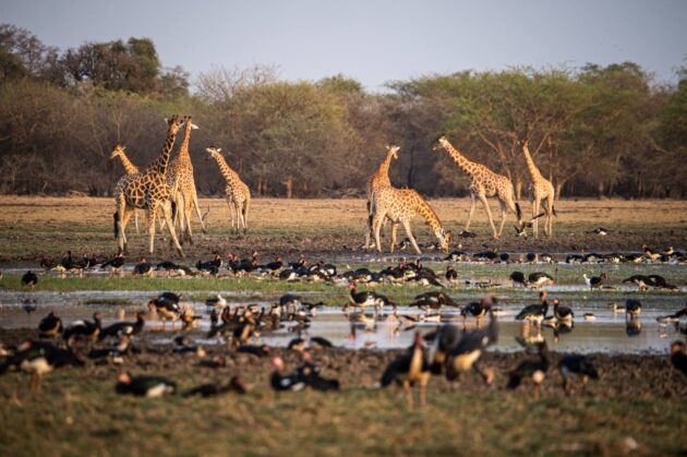 Zakouma National Park