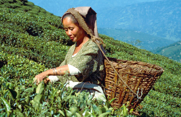 Darjeeling