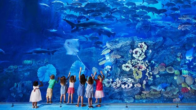 Dubai Aquarium & Underwater Zoo