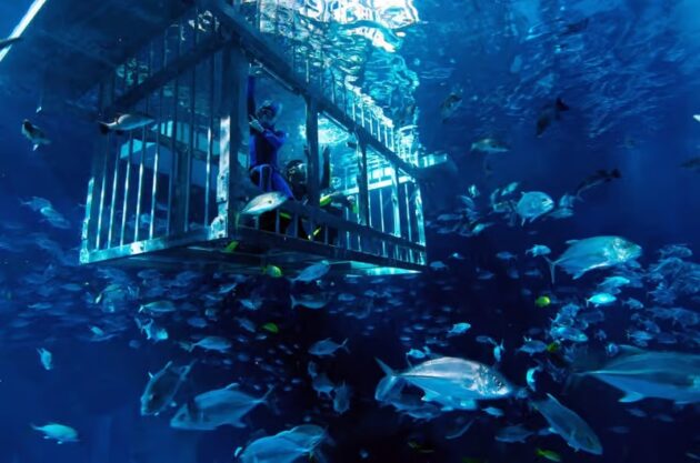 Dubai Aquarium & Underwater Zoo