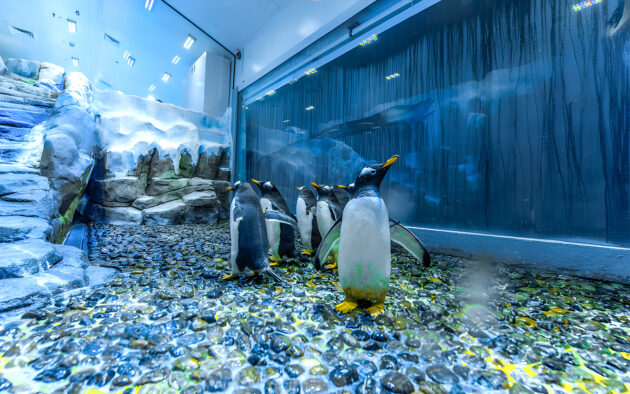 Dubai Aquarium & Underwater Zoo