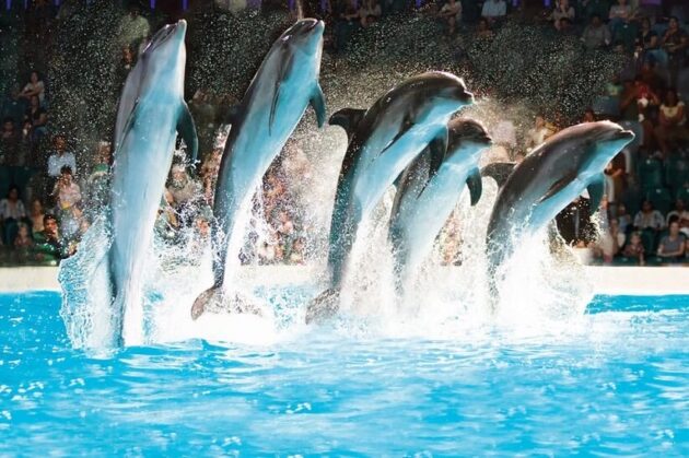 Dubai Dolphinarium