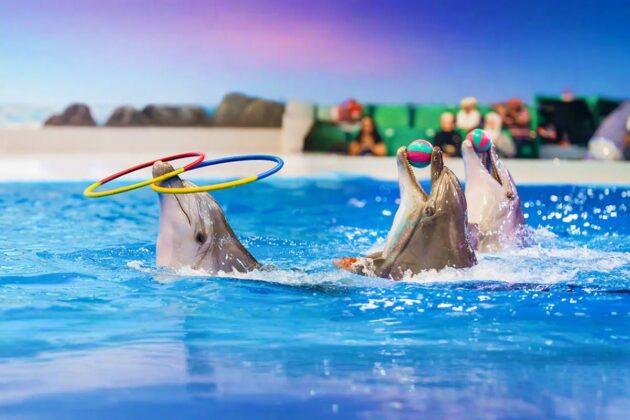 Dubai Dolphinarium