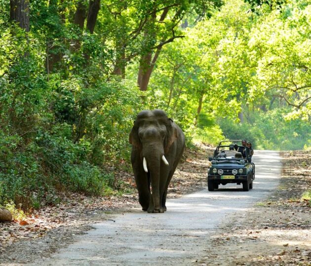 Jim Corbett National Park