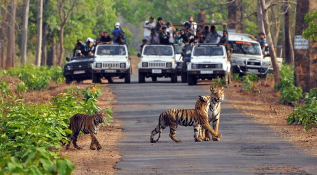 Jim Corbett National Park