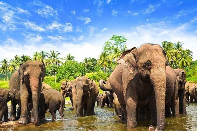 Minneriya National Park