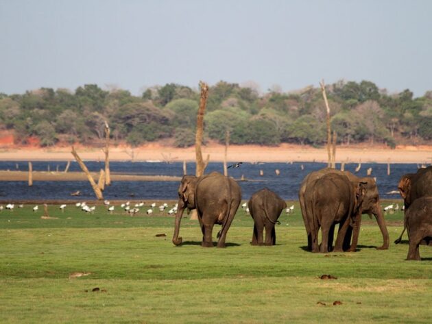 Minneriya National Park