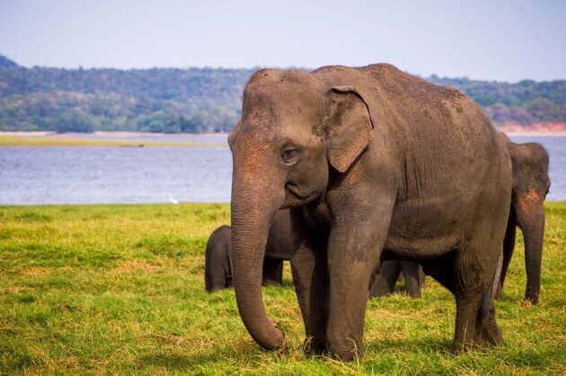 Minneriya National Park