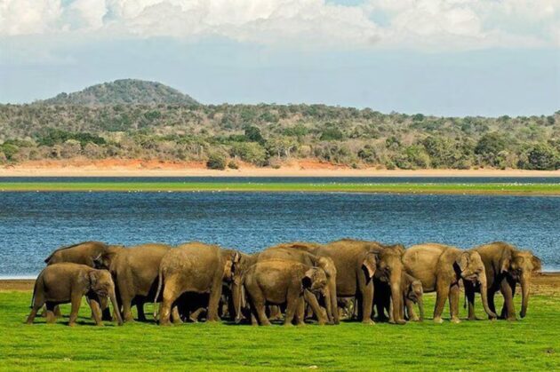 Minneriya National Park