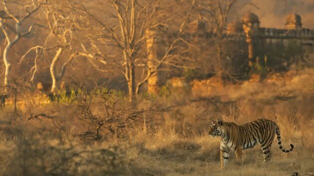 Ranthambore National Park