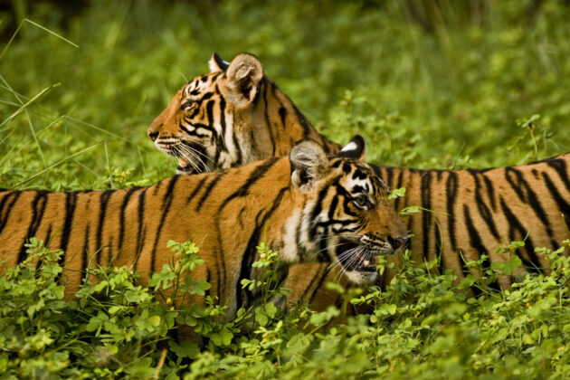 Ranthambore National Park