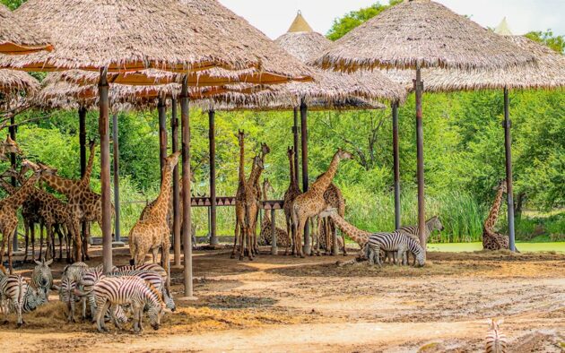 Safari World