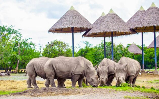 Safari World