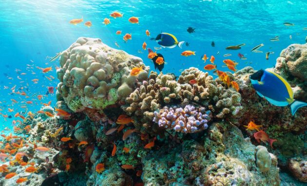 Snorkeling Nha Trang