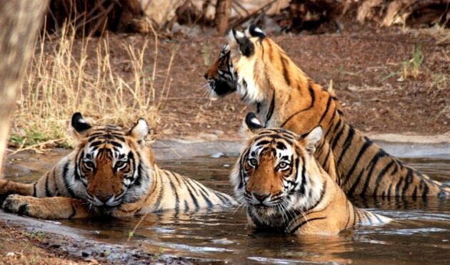 Sundarbans National Park