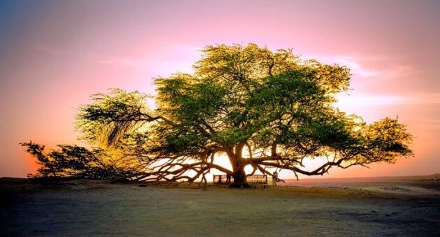 Tree of Life Bahrain