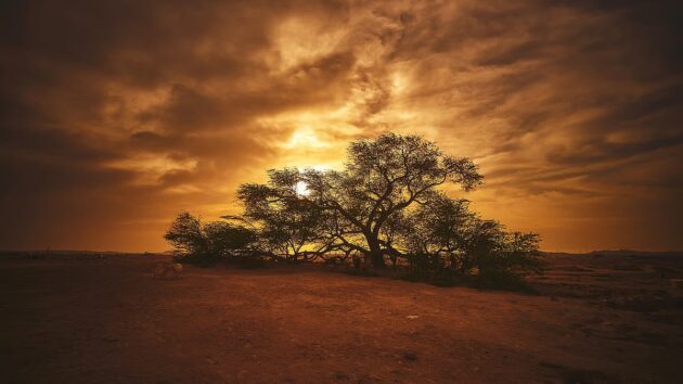 Tree of Life Bahrain