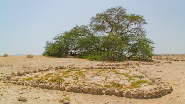 Tree of Life Bahrain