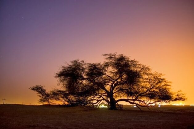 Tree of Life Bahrain