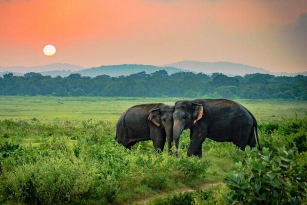 Udawalawe National Park