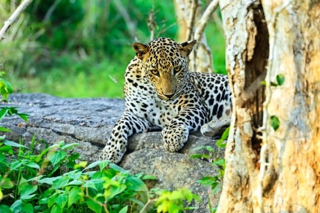 Udawalawe National Park