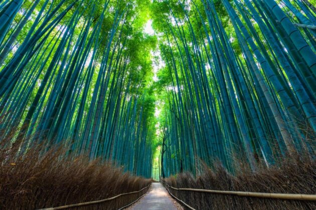Arashiyama Bamboo Forest