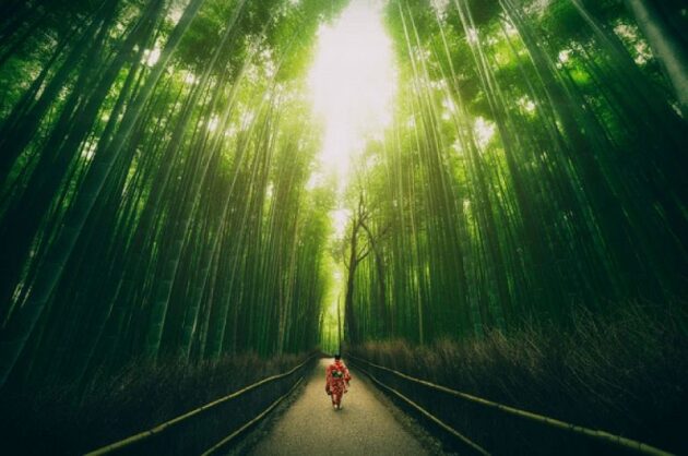 Arashiyama Bamboo Forest