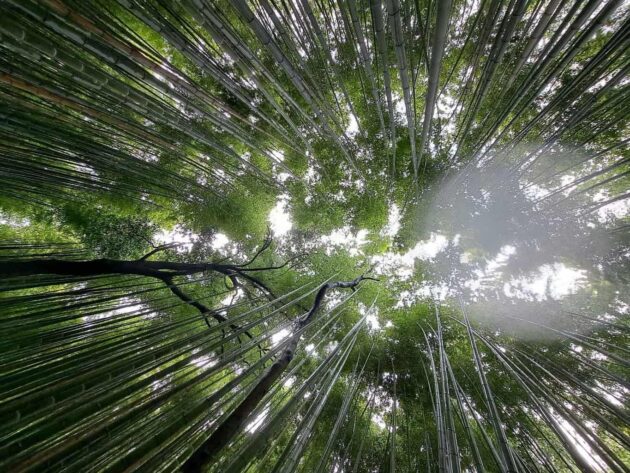 Arashiyama Bamboo Forest