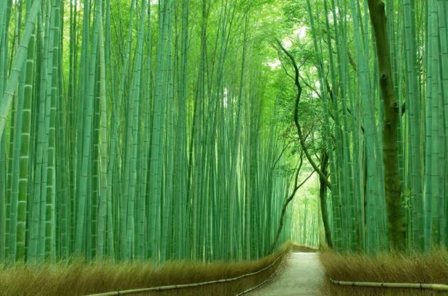 Arashiyama Bamboo Forest