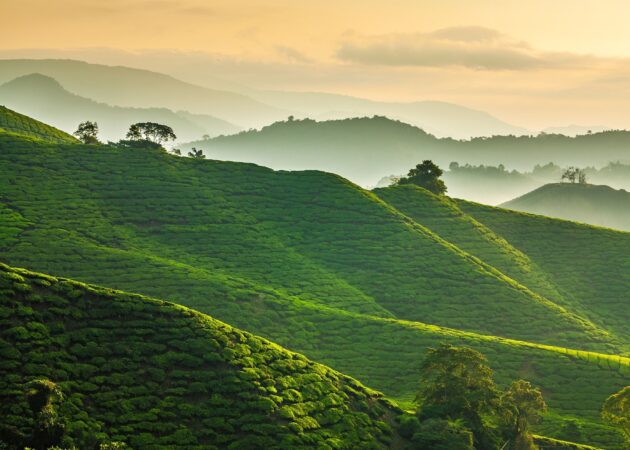 Cameron Highlands
