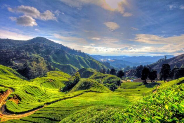 Cameron Highlands