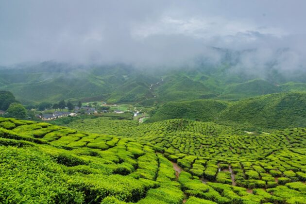 Cameron Highlands