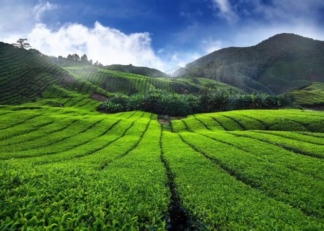 Cameron Highlands
