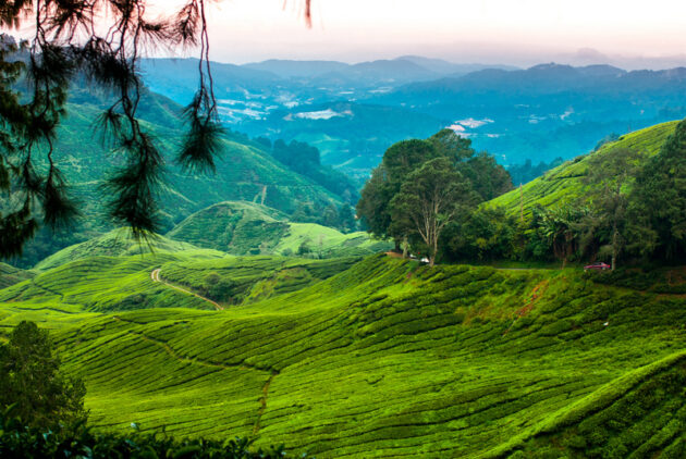 Cameron Highlands