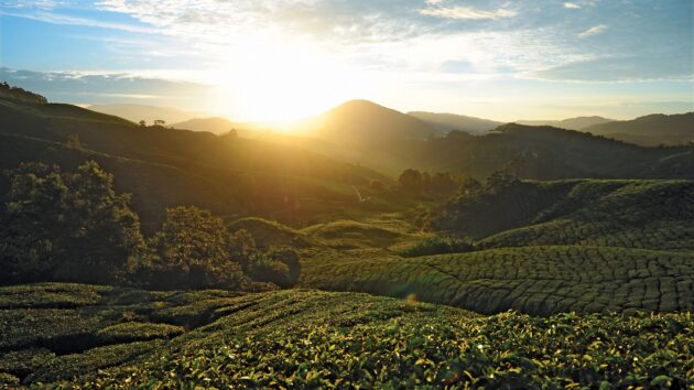 Cameron Highlands