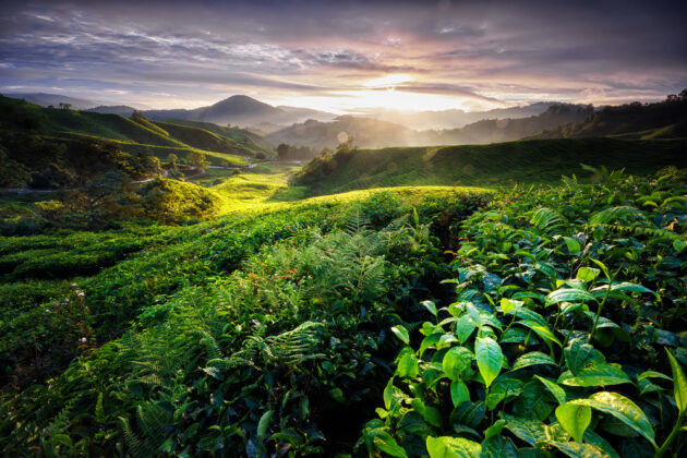 Cameron Highlands