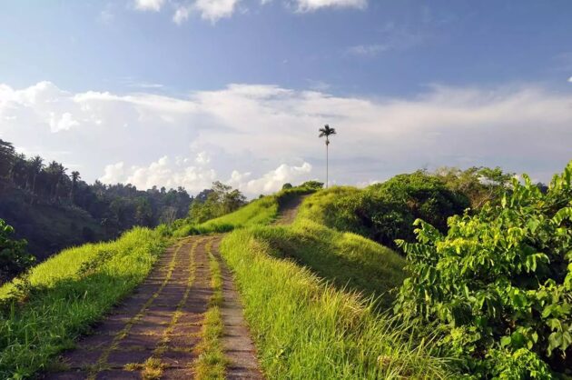 Campuhan Ridge Walk