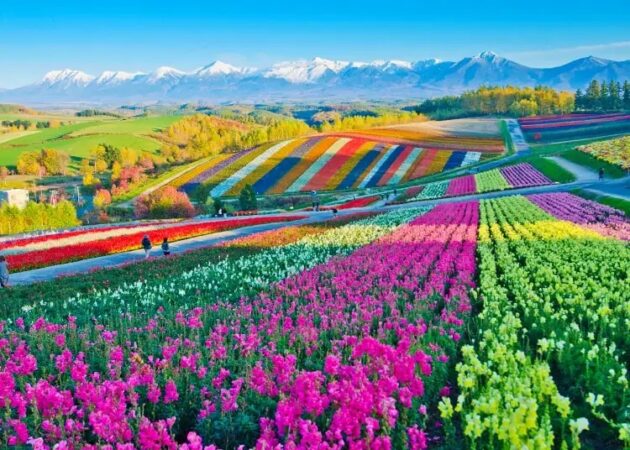 Furano