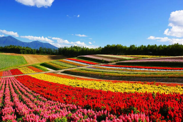 Furano