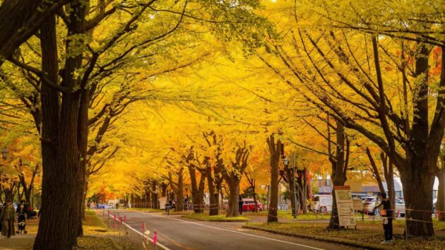 Hokkaido University