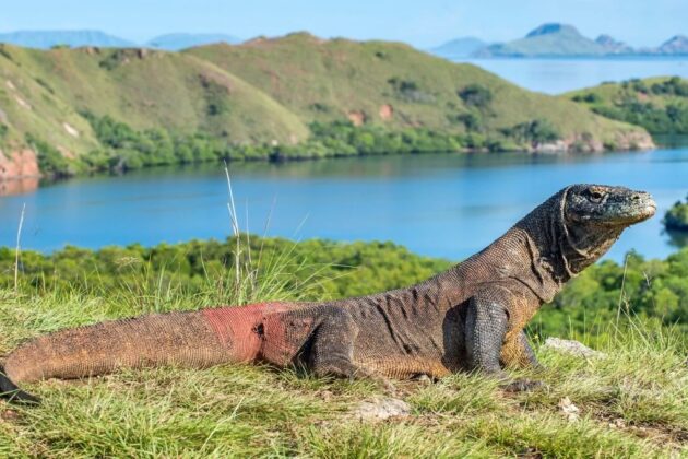 Komodo National Park
