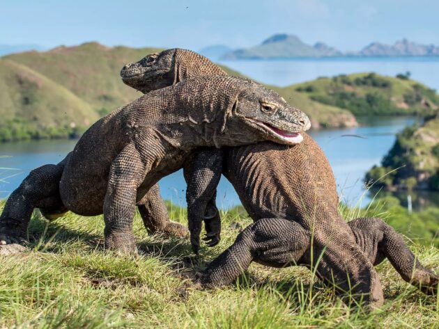 Komodo National Park