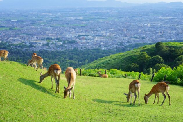 Mount Wakakusa