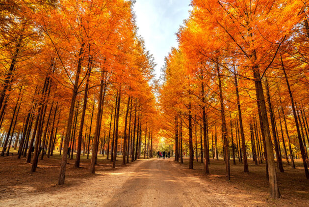 Nami Island