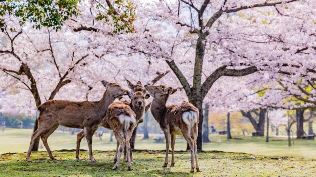 Nara Park