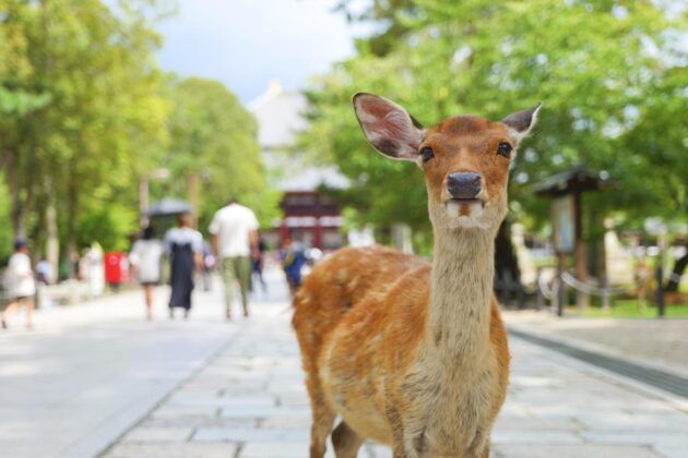 Nara Park