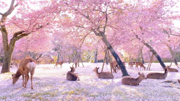 Nara Park