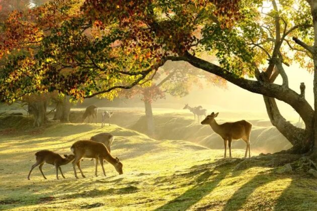 Nara Park